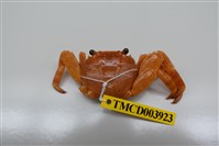 藏品(白紋方蟹)的圖片